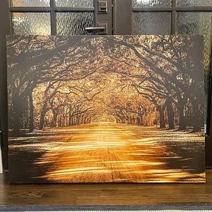 Tree Tunnel Canvas